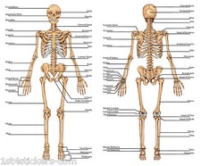 HUMAN ANATOMY BODY / BONES