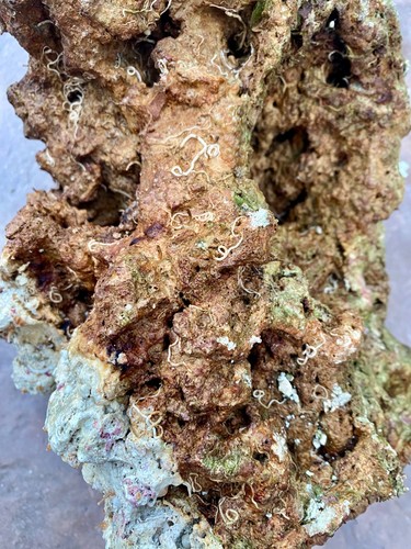 Lbs cured fiji live rock - cured,