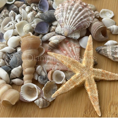 Mixed natural seashells - mixed,