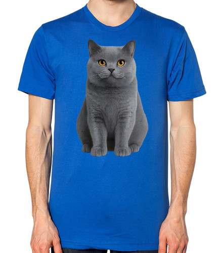 British shorthair cat unisex - shorthair,