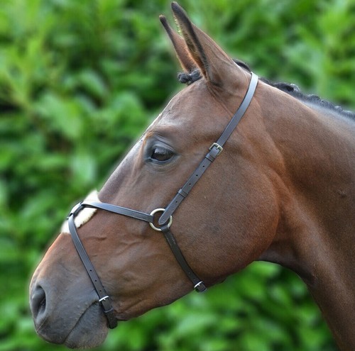 Equestrian mexican grackle - equestrian,