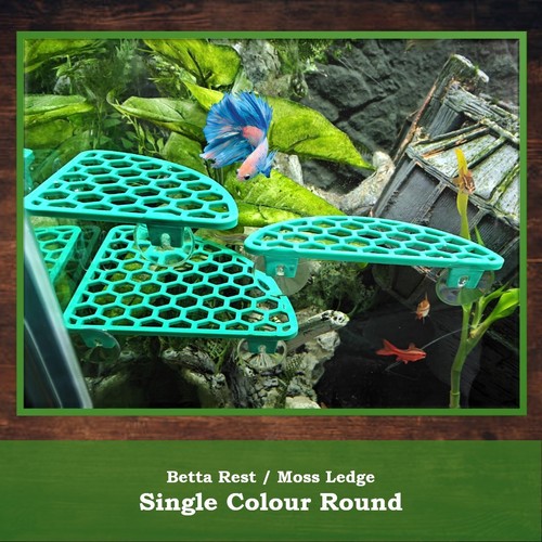 Aquarium shelf plant ledge - shelf,