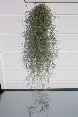 Spanish moss - moss, (tillandsia)