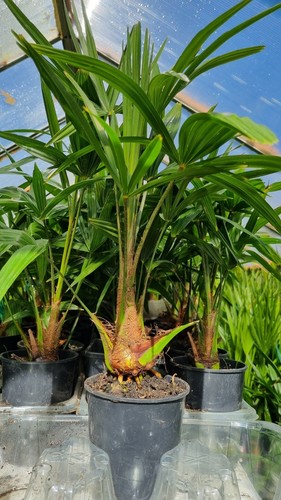 Plants trachycarpus fortunei - plants,