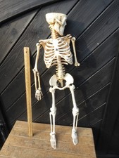 75cm tall Anatomical Human