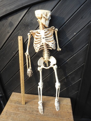 75cm tall anatomical - 75cm,