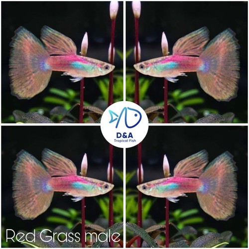 Trio live aquarium guppy - 1,