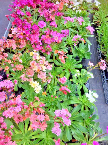 Lewisia elise mix - lewisia, mix'