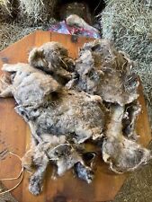 Icelandic fleece Ewe RAW 14 ounce fleece as shown