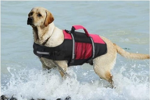 Dog life jacket bouyancy - dog, jacket,