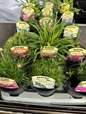 6 MIXED ALPINES  PLANTS, 9CM