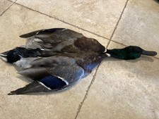 Drake Mallard Duck Full Skin