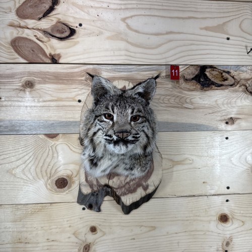 Bobcat shoulder - ❤️bobcat,
