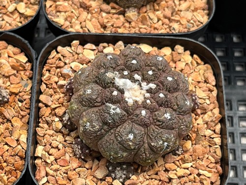 Cactus copiapoa hypogaea v - cactus-,