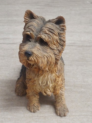 Yorkshire terrier from the - yorkshire,