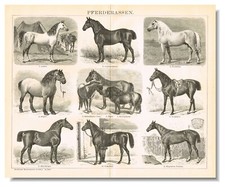 HORSE  BREEDS   Engraving  ORIGINAL ANTIQUE PRINT 1898 Horses