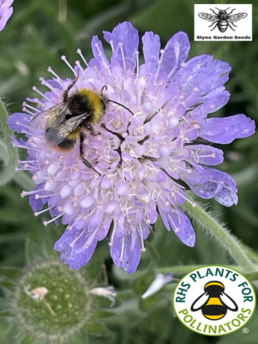 Devil bit scabious purple - devil's,