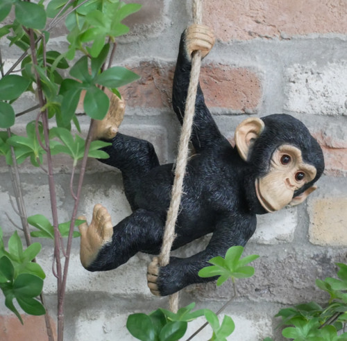 Climbing chimp monkey tree - monkey,
