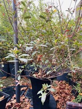 Excellent Plant For Your