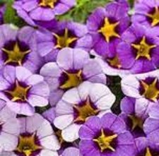 6  X  MIX    H   CALIBRACHOA