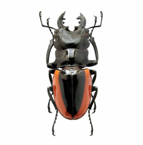 Real odontolabis wollastoni - real,