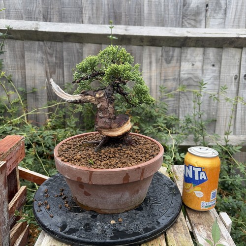 Itoigawa juniper bonsai - bonsai, tree