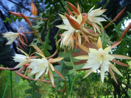 Epiphyllum anguliger orchid - epiphyllum,