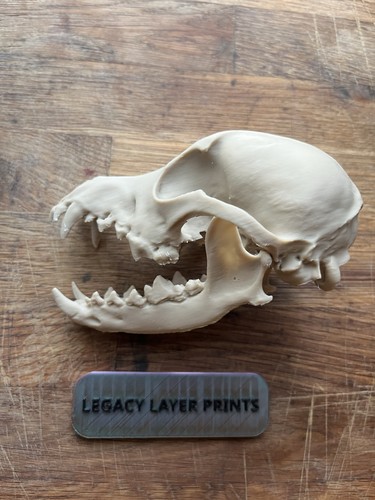 Toy poodle skull - poodle, life