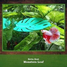 Betta Ledge Hammock Monstera