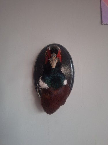 Pheasant taxidermy phasianus - (,
