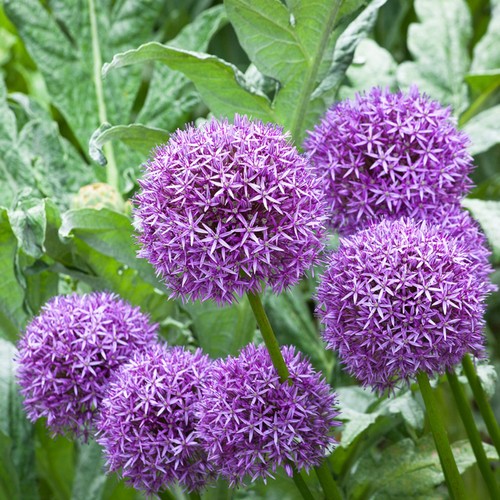 Allium globemaster bulbs - allium,