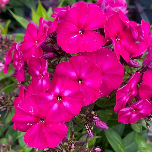 Phlox famous magenta - phlox,