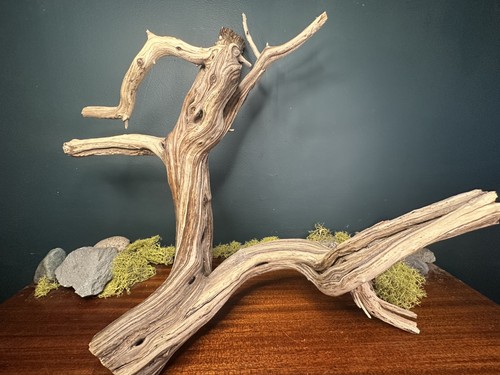 Large manzanita - 24”,