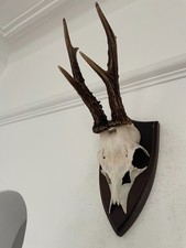 Pointy Antlers of a Roe Deer