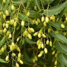 Azadirachta indica Se eds, Neem Tree Indian lilac Margosa Tree - 5 to 200