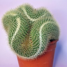 Large mammillaria pringlei - large,