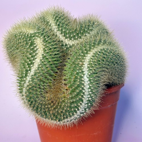 Large mammillaria pringlei - mammillaria,