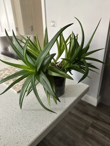 Haworthia aloe vera succulent - haworthia,