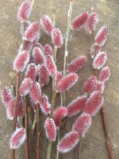 Salix Mt Aso - Rare and unusual Pink flowered Willow 5 X 30cm Cuttings