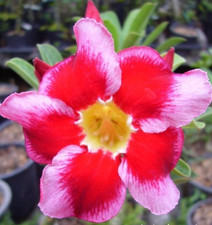 Adenium obesum - Desert Rose - Santa Claus - Freshly Arrived from Thailand