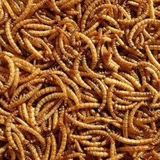 UK Dried Mealworms – Premium