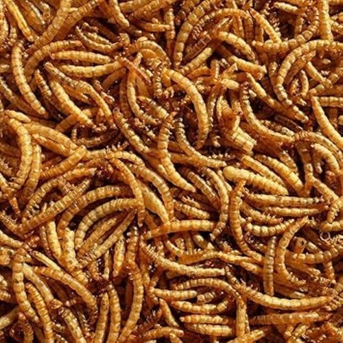 Dried mealworms premium - –,