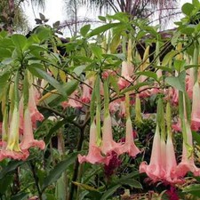 Angel Trumpet - Brugmansia