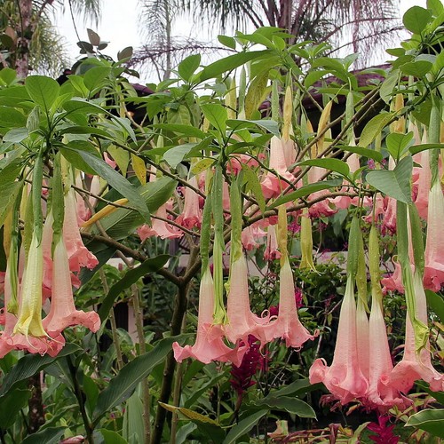 Angel trumpet brugmansia - -,