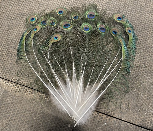 X16 pcs real 2026 peacock - pcs, eye