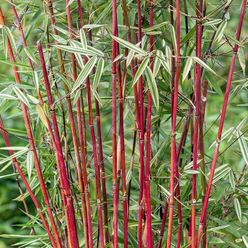 Fargesia frosttip bamboo plant - bamboo,