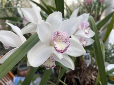 Cymbidium Pink Lips  Large