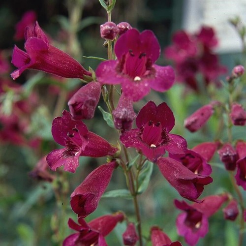 Penstemon purple bedder - penstemon, 'purple