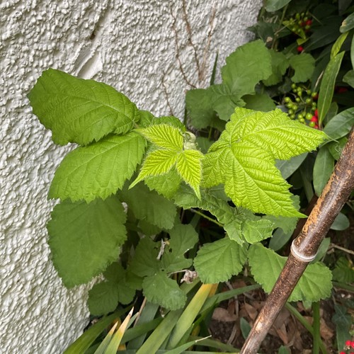 Fresh wild organic - fresh,