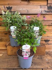 3 Mixed Large Dwarf Buddleja